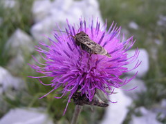 Carduus defloratus