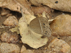 Brakefieldia simonsii
