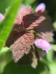 Lamium purpureum purpureum