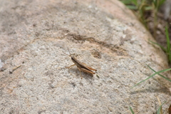 Dichromorpha prominula