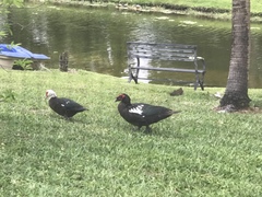 Cairina moschata domestica