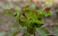 Euphorbia