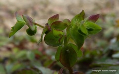 Euphorbia