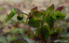 Euphorbia