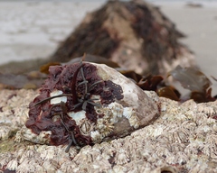 Colaconema caespitosum