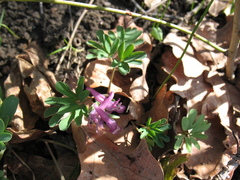 Corydalis intermedia