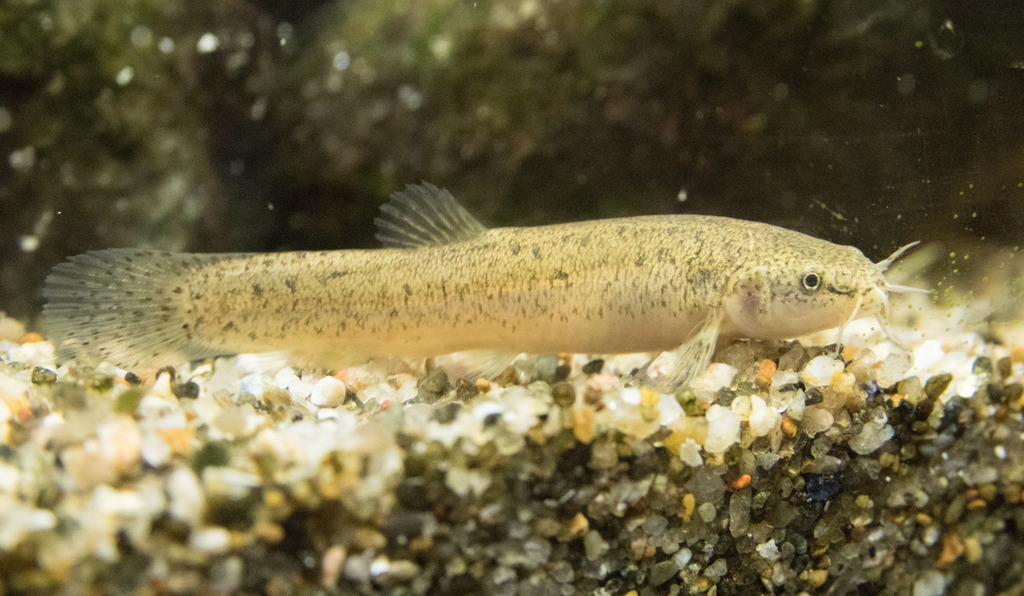 Japanese Eight Barbel Loach