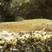 Hotoke Loach - Photo (c) Σ64, some rights reserved (CC BY)