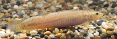 Japanese Eight Barbel Loach photo 5