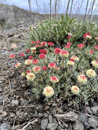 Eriogonum douglasii Benth.