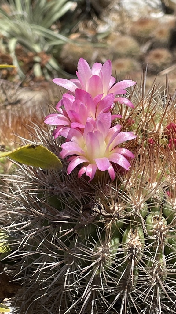Neoporteria