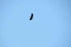 Rhyticeros undulatus