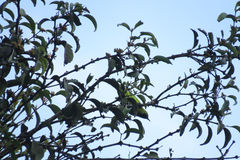 Chloropsis cyanopogon