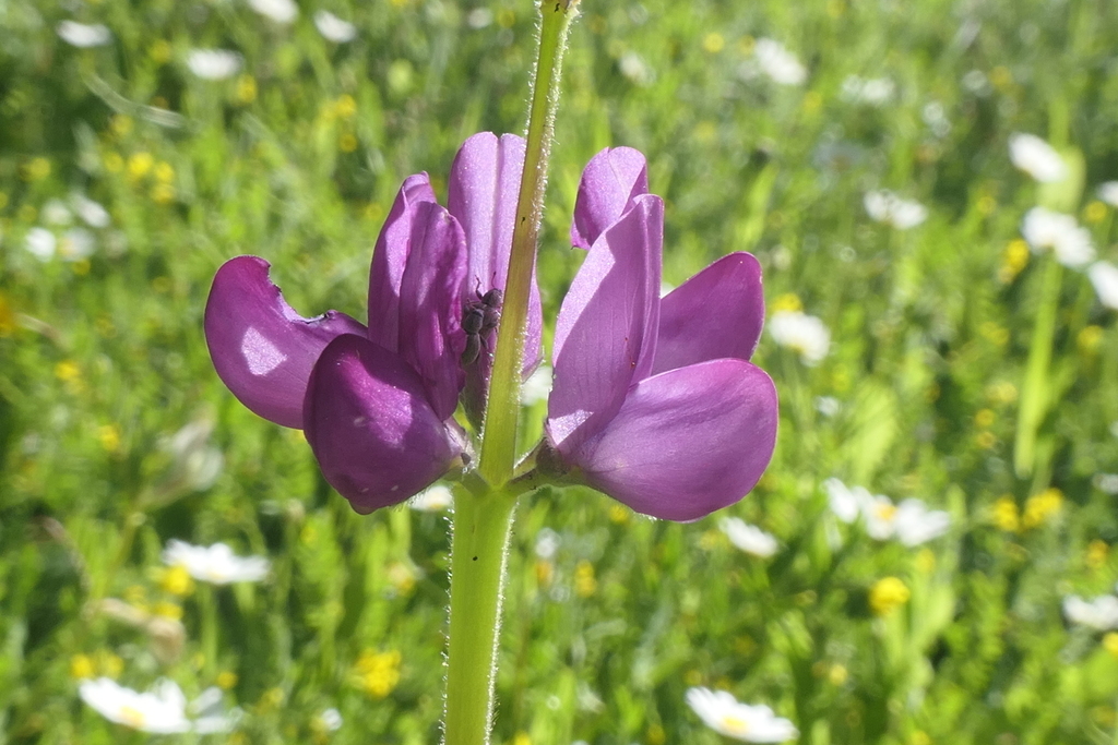 Lupinus hispanicus; photograph (c) Rafael Medina, some rights reserved (CC BY)
