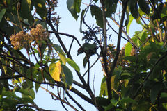 Psilopogon duvaucelii