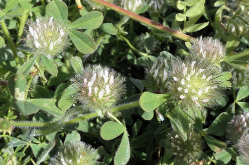 Image of Trifolium cherleri by (c) Rafael Medina, some rights reserved (CC BY)