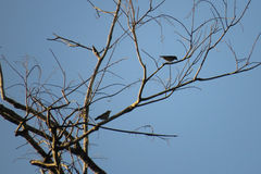 Dicaeum chrysorrheum