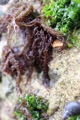 Cumagloia andersonii