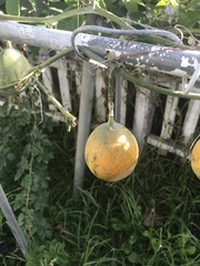 Passiflora ligularis