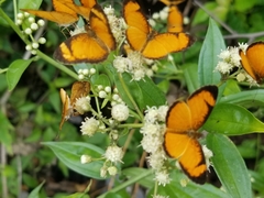 Tegosa anieta luka
