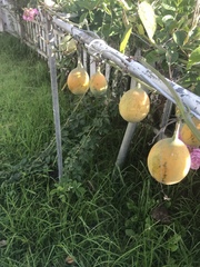 Passiflora ligularis