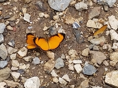 Tegosa anieta luka
