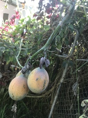 Passiflora ligularis