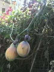 Passiflora ligularis