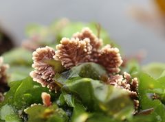 Corallina pinnatifolia