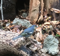 Fringilla coelebs palmae