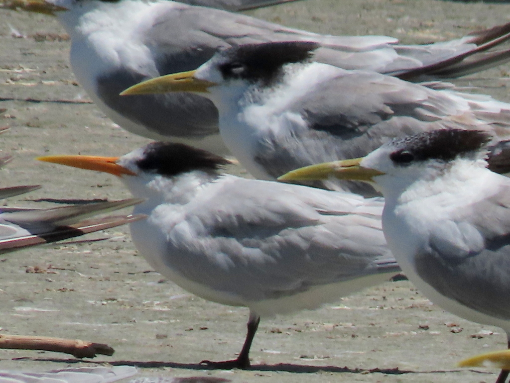 Elegant Tern from Macassar, Cape Town, South Africa on January 3, 2024 ...