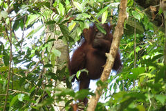 Pongo pygmaeus