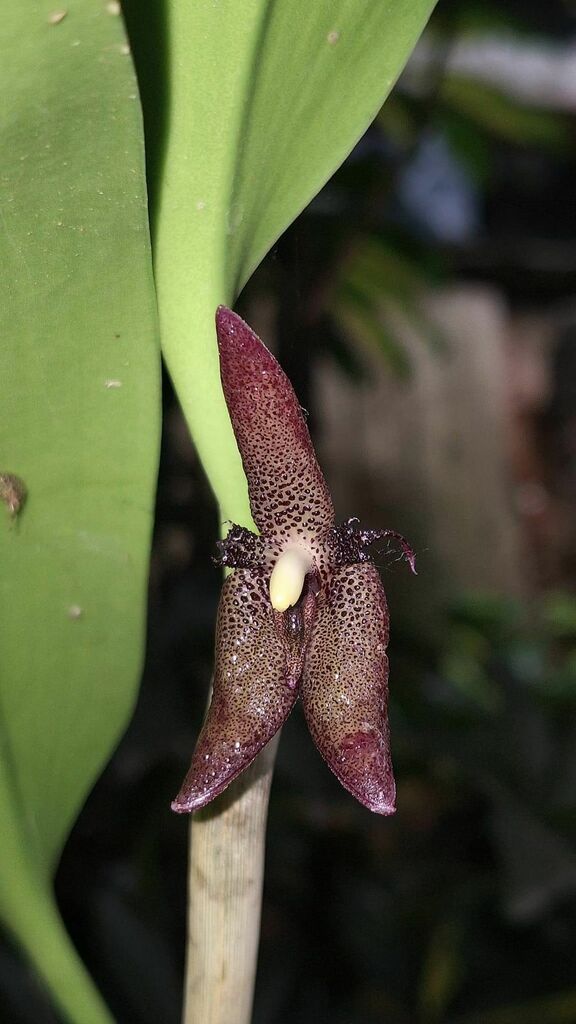 Myoxanthus serripetalus