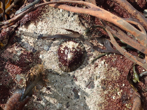 Colaconema caespitosum, 2019-04-16