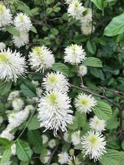 Fothergilla