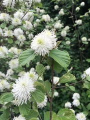 Fothergilla