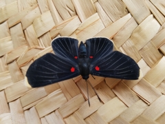 Melanis cephise cephise