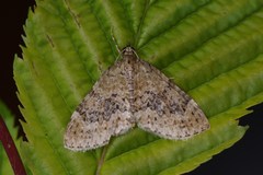 Acasis viretata