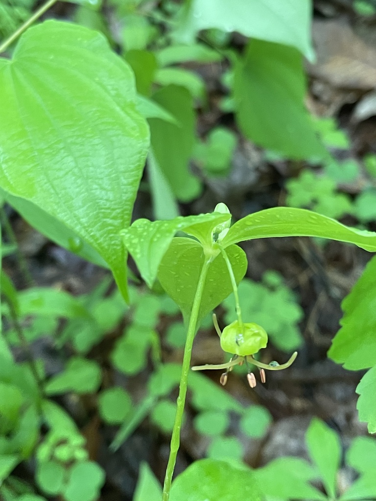 Cucumber Root from Zion Rd, Brookeville, MD, US on May 5, 2024 at 0459