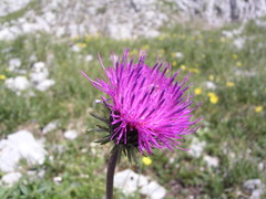 Carduus defloratus