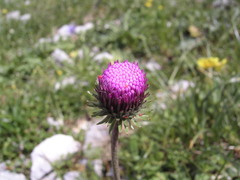 Carduus defloratus