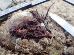 Colaconema caespitosum