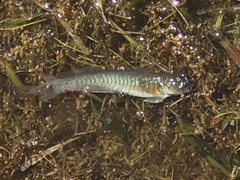 Gobionellus oceanicus