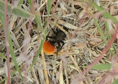 Dasymutilla magnifica