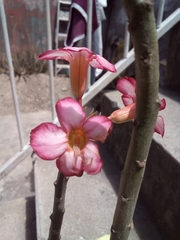 Adenium obesum