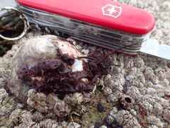 Colaconema caespitosum