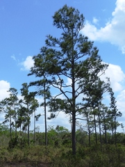 Pinus caribaea