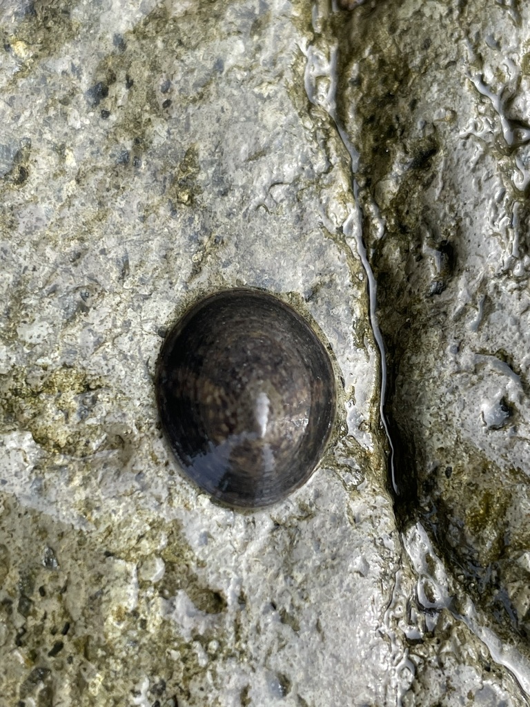 Lottia orbignyi