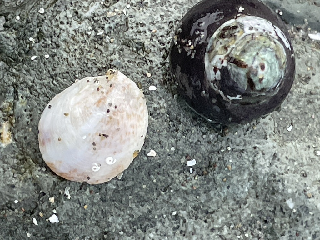 Black Snail
