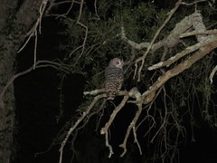 Strix chacoensis